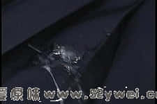tnPDVD_000CACT1E52.jpg